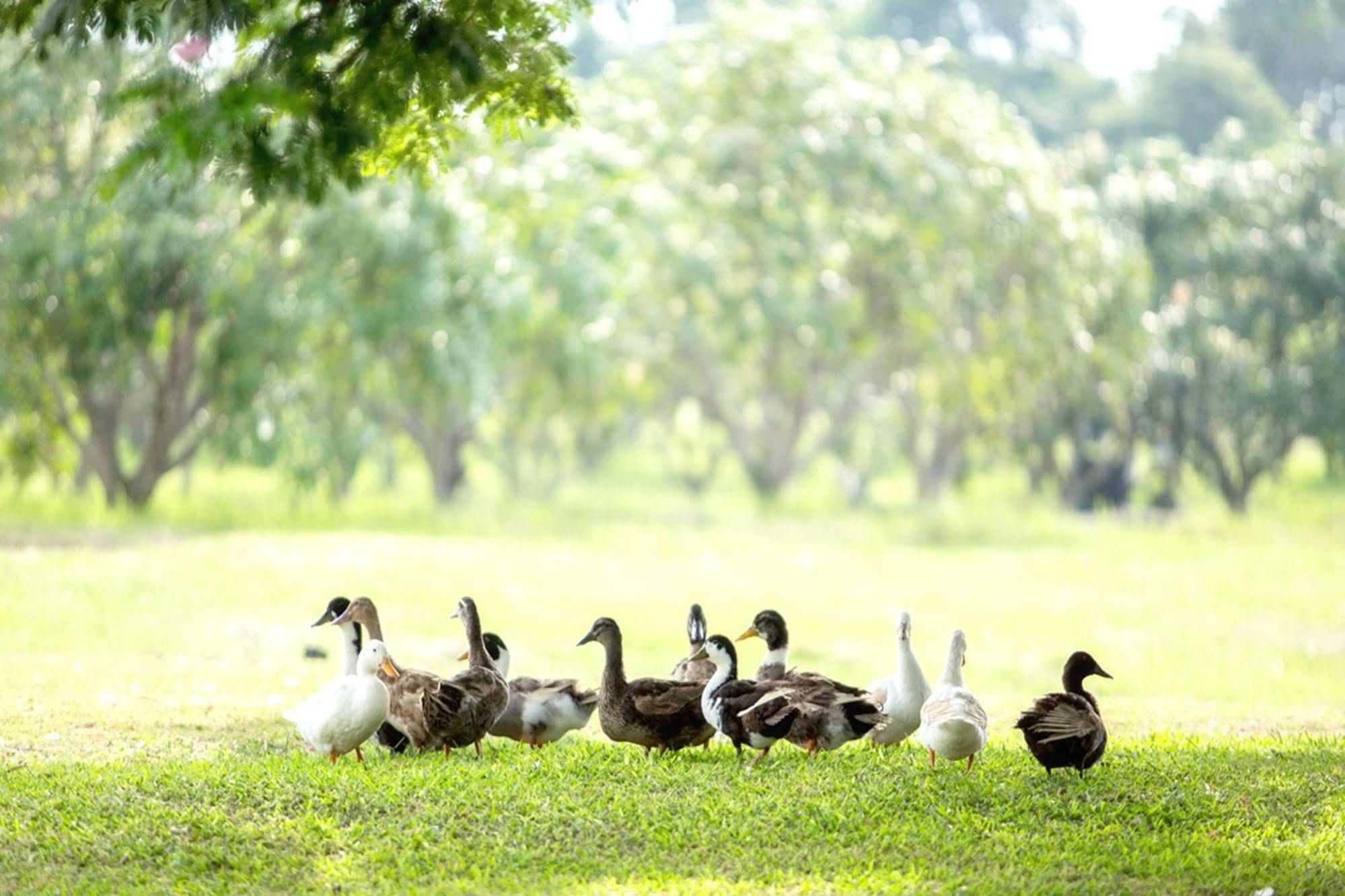 Chateau De Khaoyai Hotel & Resort Pakchong Bagian luar foto